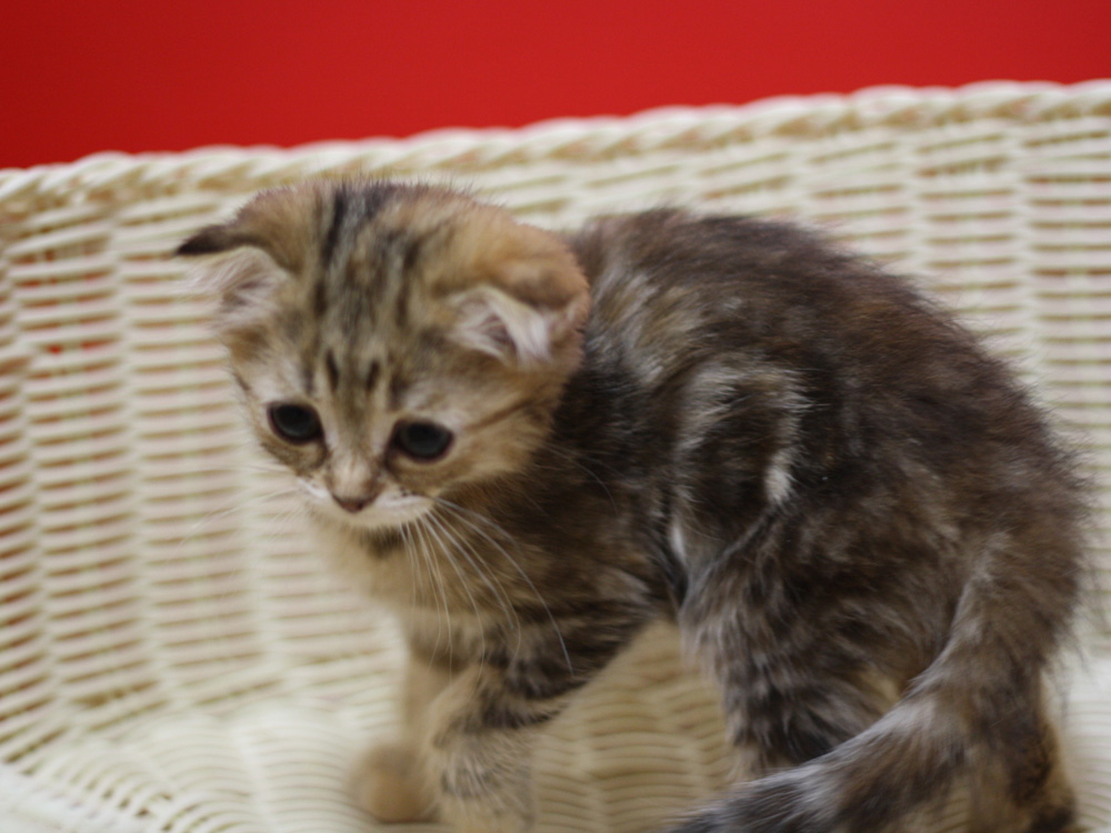 スコティッシュフォールドの子猫画像