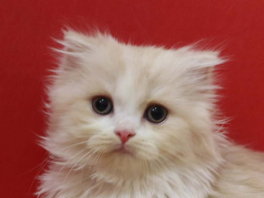 スコティッシュフォールドの子猫画像