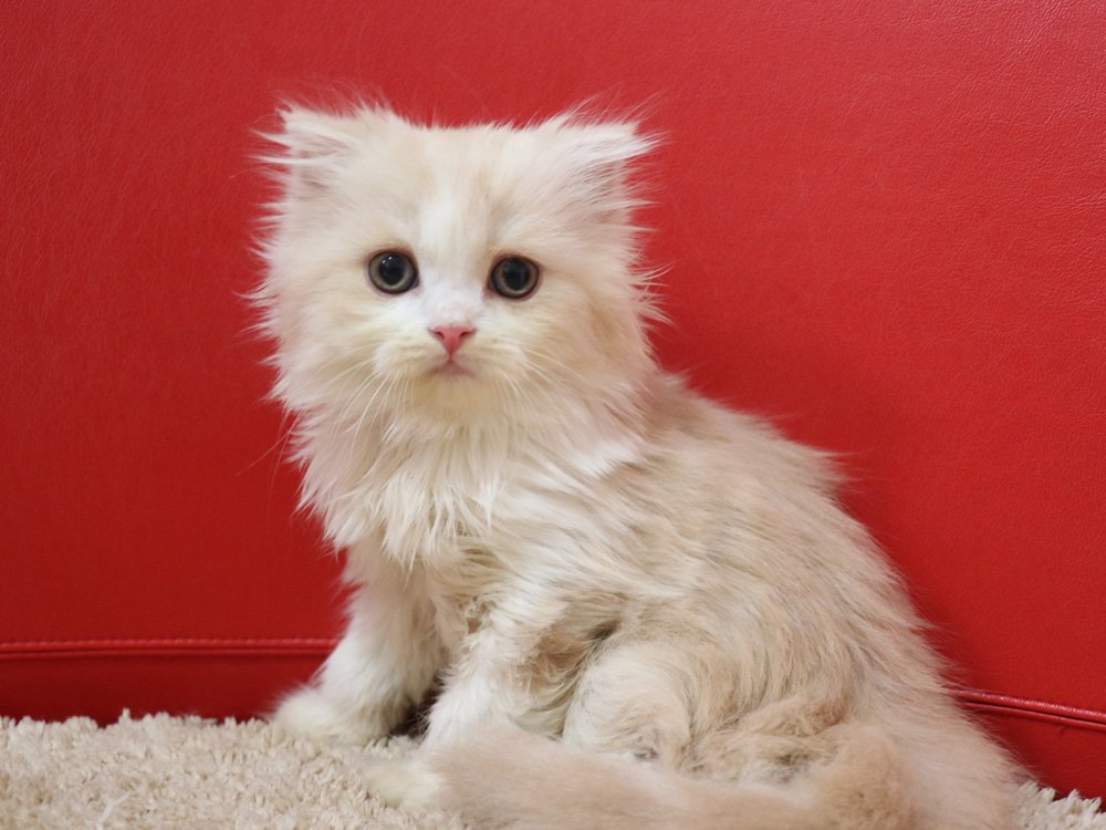 スコティッシュフォールドの子猫画像