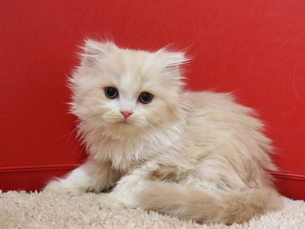 スコティッシュフォールドの子猫画像