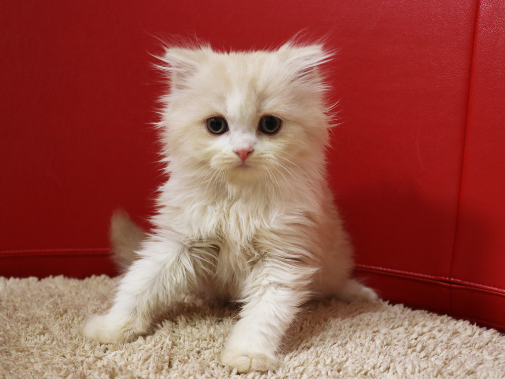 スコティッシュフォールドの子猫画像