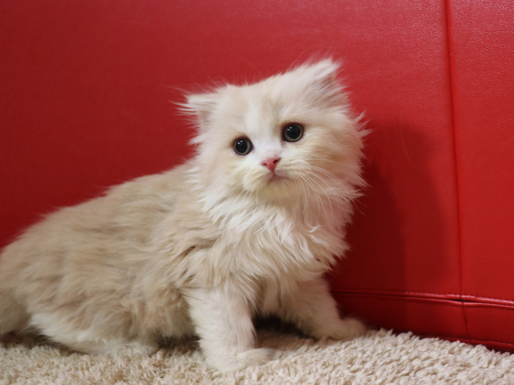 スコティッシュフォールドの子猫画像