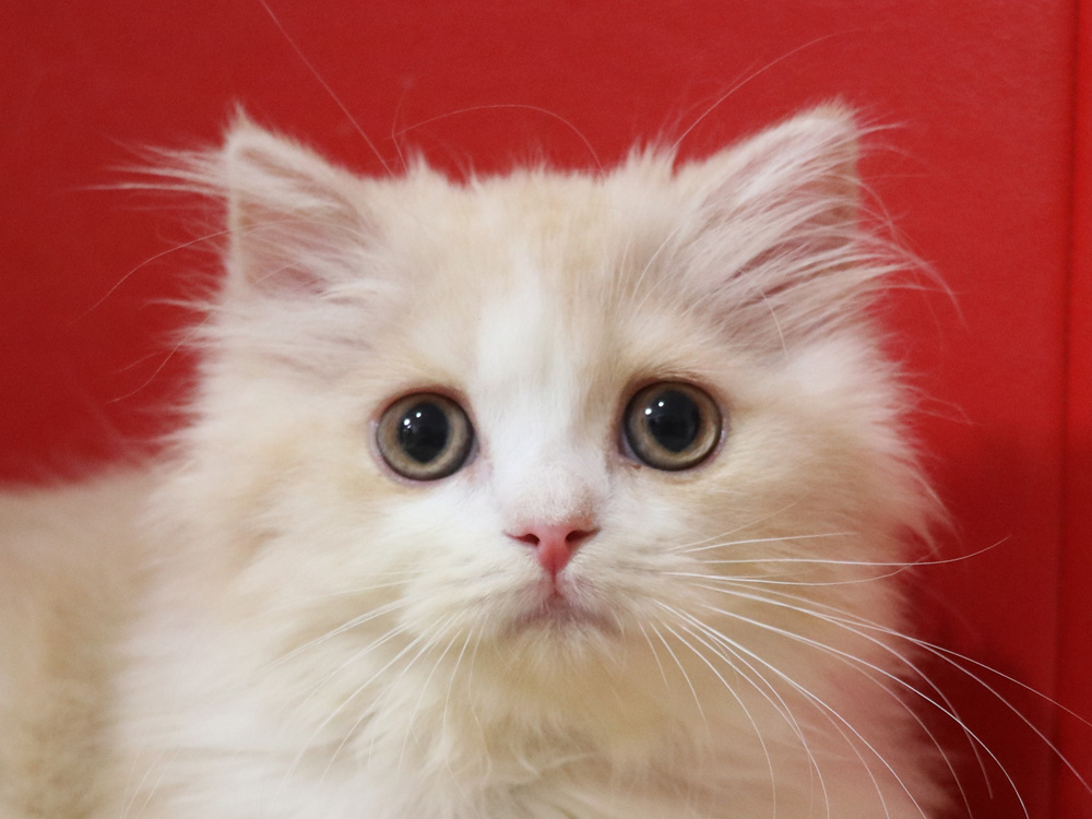 スコティッシュフォールドの子猫画像