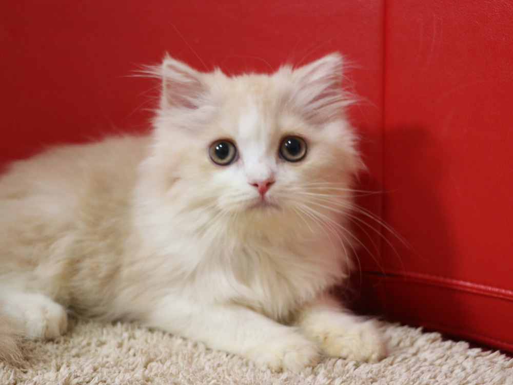 スコティッシュフォールドの子猫画像