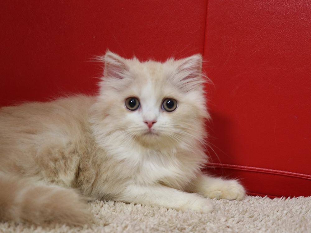 スコティッシュフォールドの子猫画像