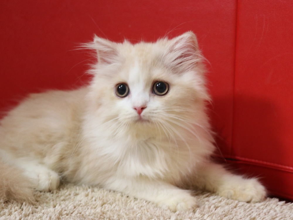 スコティッシュフォールドの子猫画像