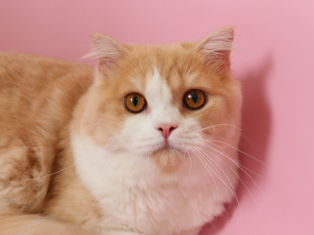 スコティッシュフォールドの子猫画像