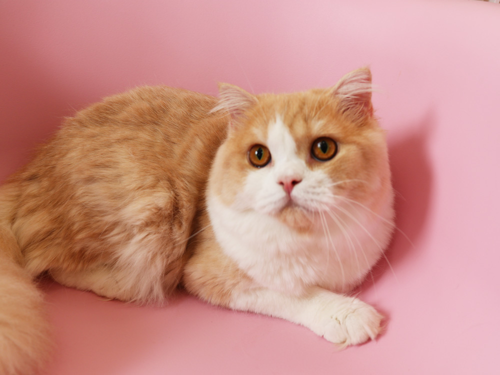 スコティッシュフォールドの子猫画像
