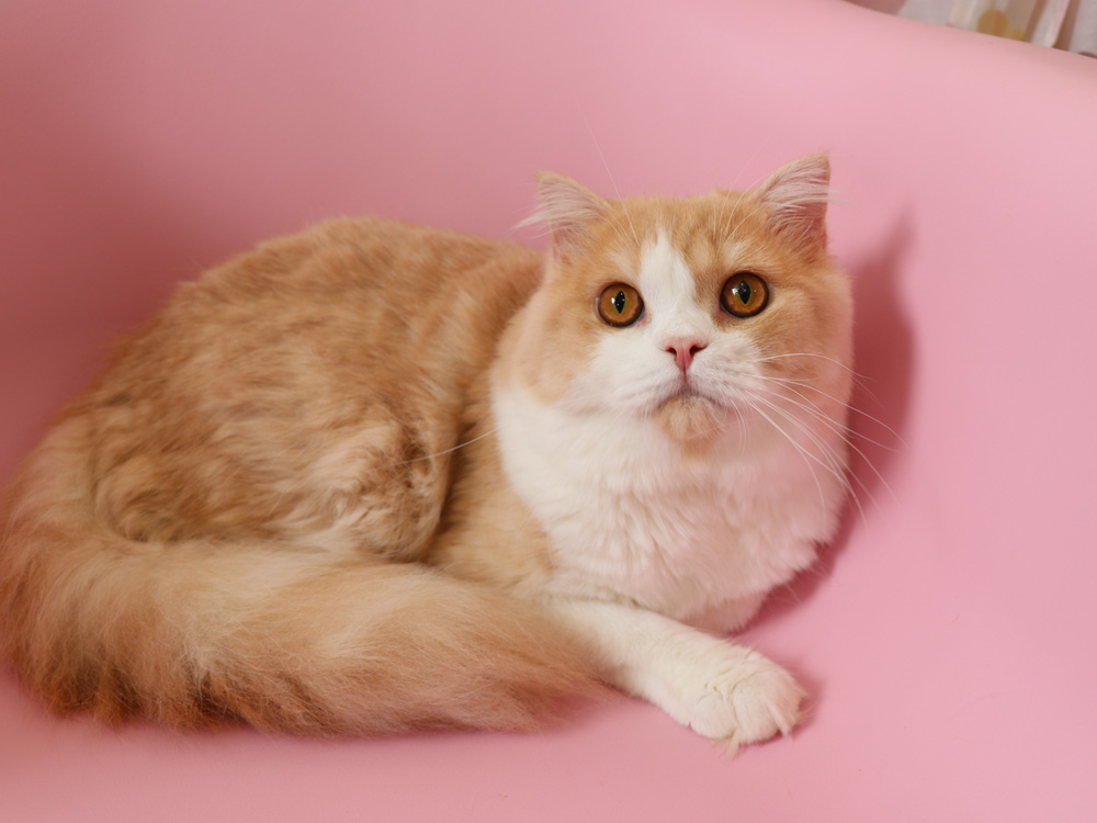 スコティッシュフォールドの子猫画像