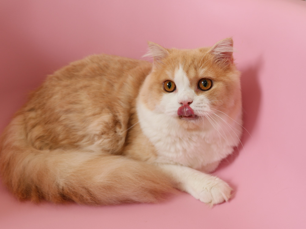 スコティッシュフォールドの子猫画像