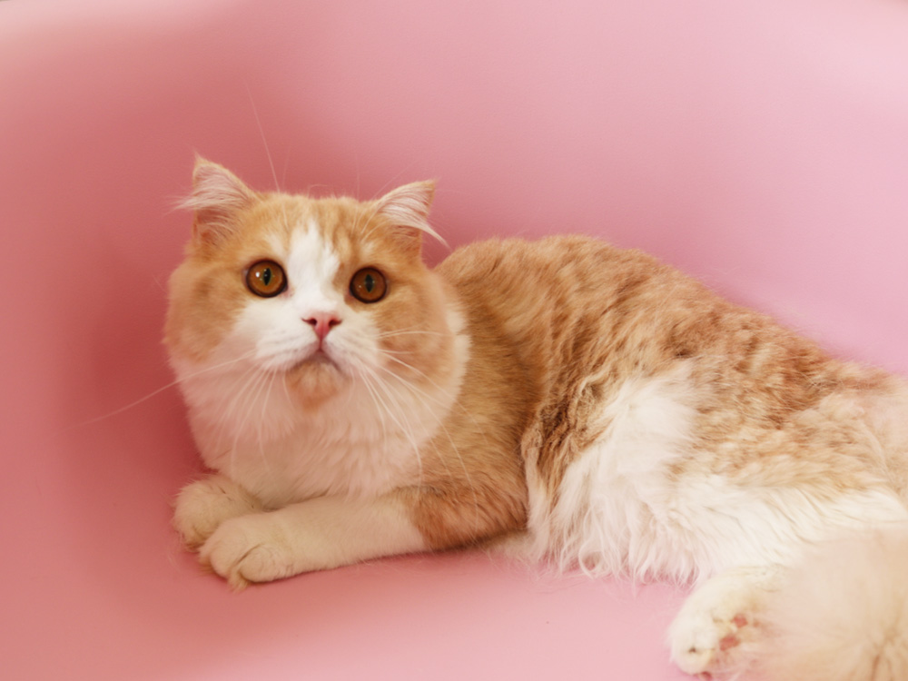 スコティッシュフォールドの子猫画像