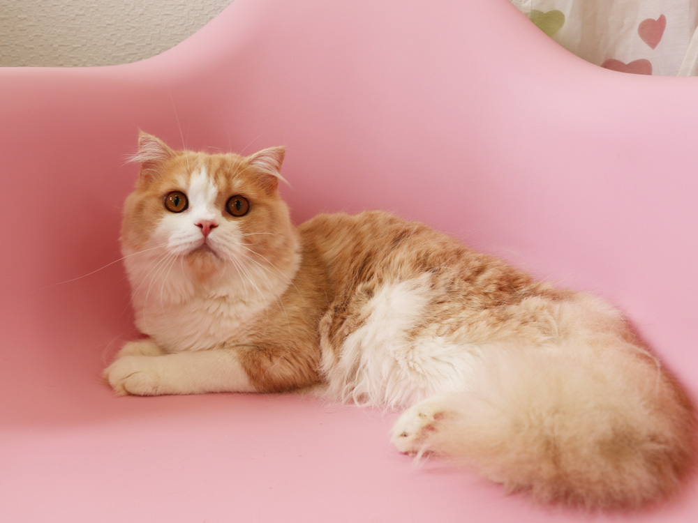 スコティッシュフォールドの子猫画像