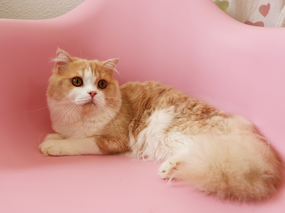 スコティッシュフォールドの子猫画像