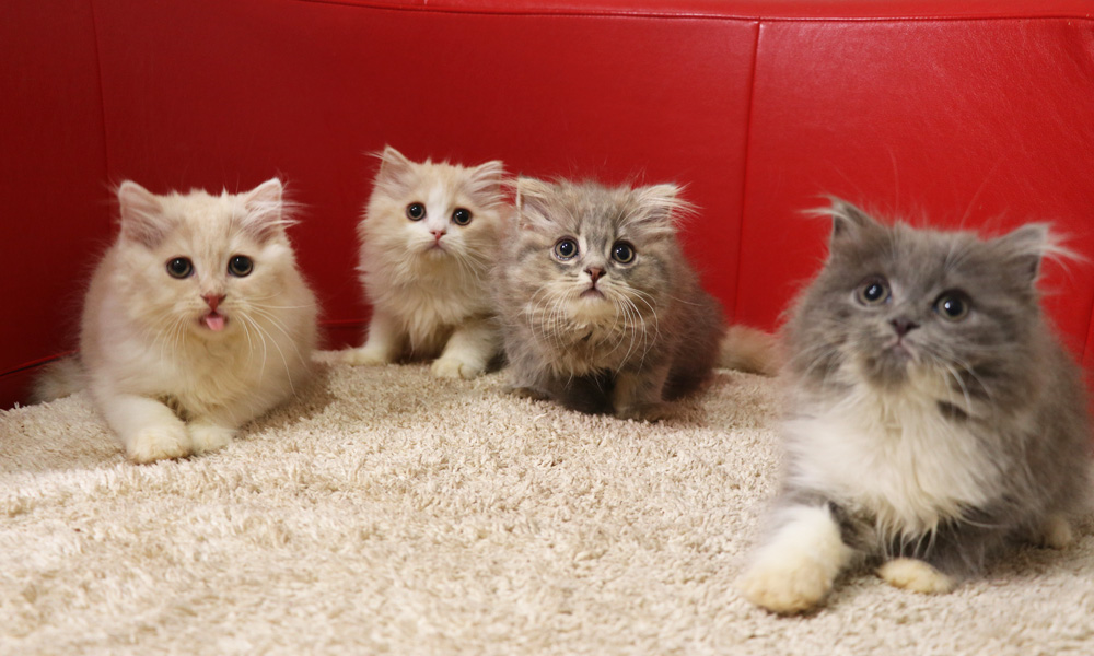 スコティッシュフォールドの子猫画像
