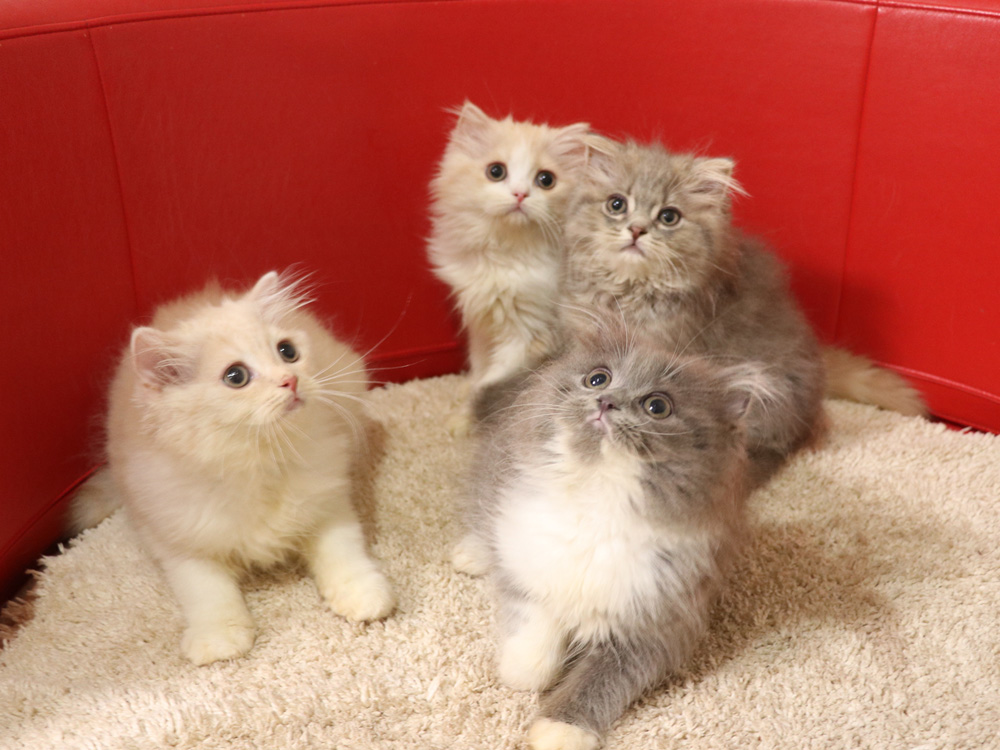 スコティッシュフォールドの子猫画像