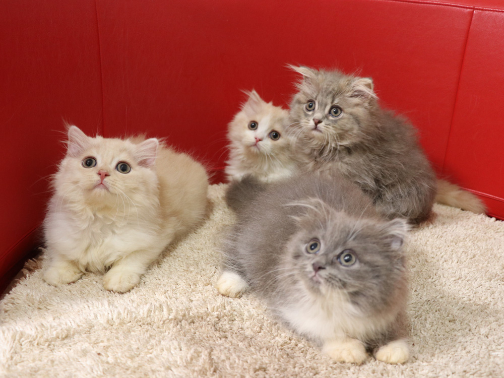 スコティッシュフォールドの子猫画像