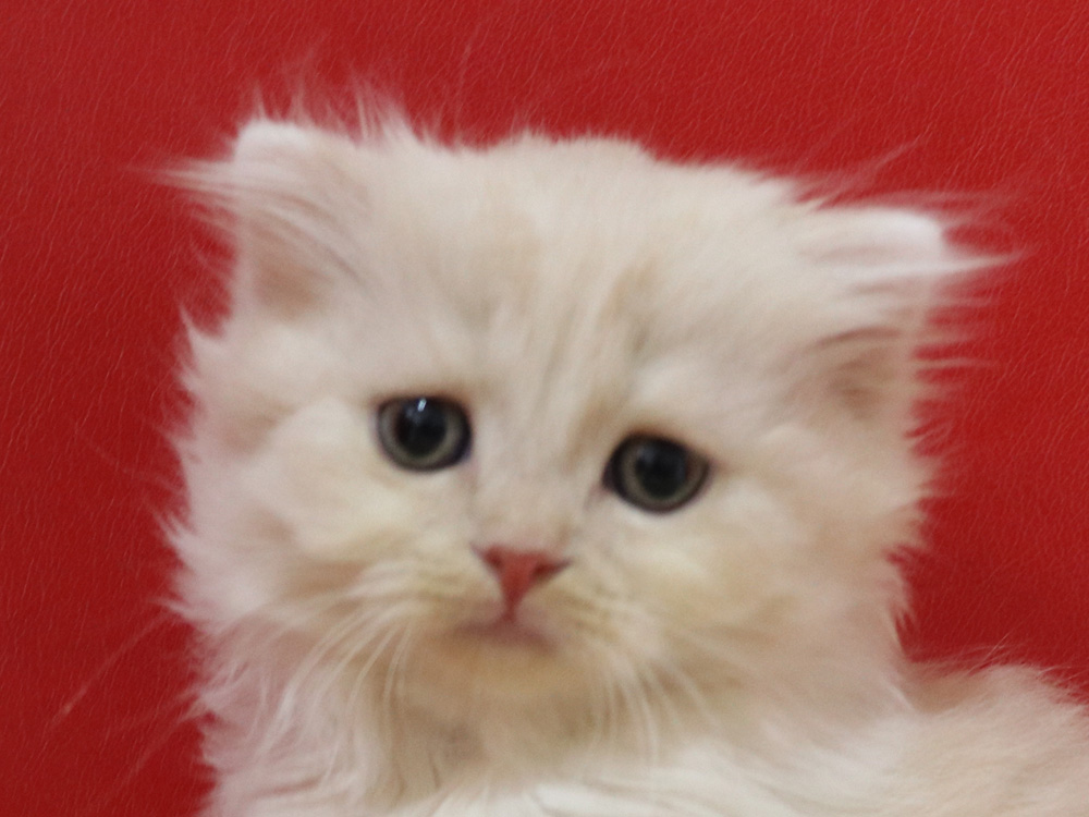 スコティッシュフォールドの子猫画像