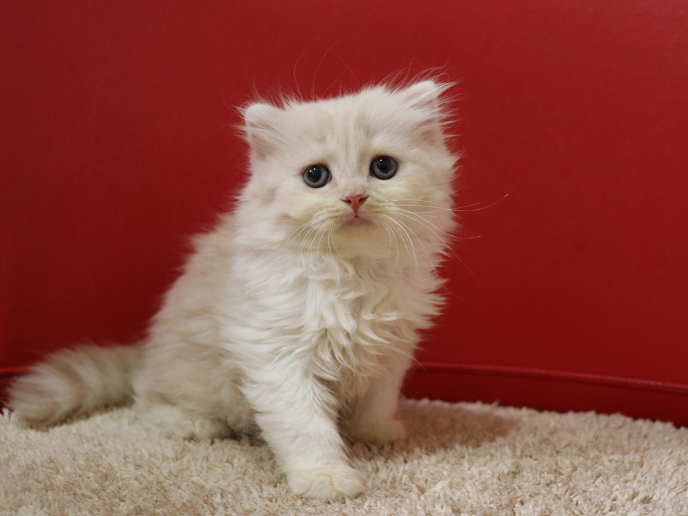 スコティッシュフォールドの子猫画像