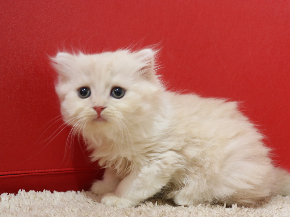 スコティッシュフォールドの子猫画像