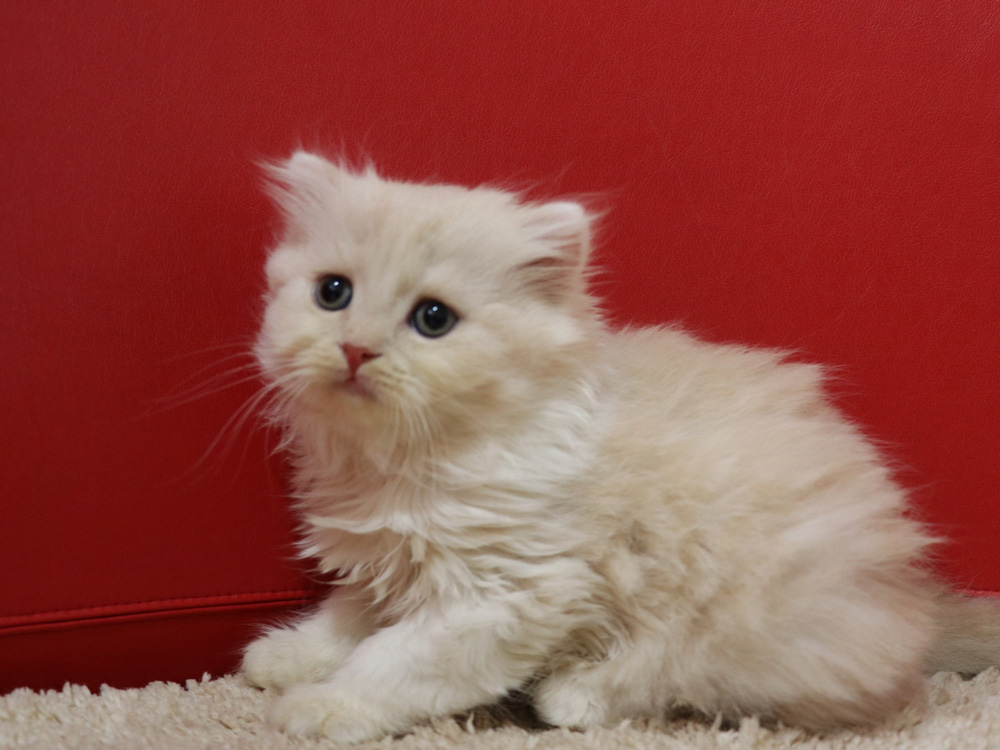 スコティッシュフォールドの子猫画像