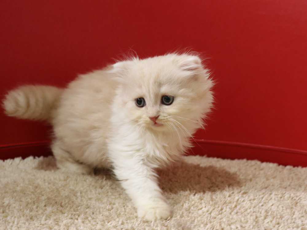 スコティッシュフォールドの子猫画像