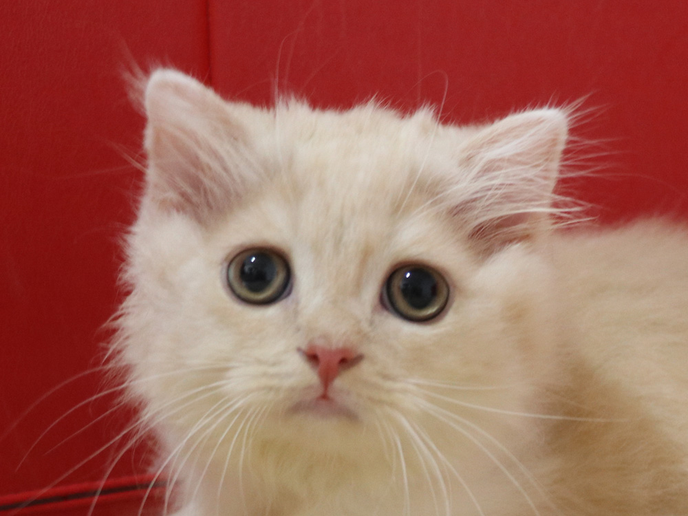 スコティッシュフォールドの子猫画像