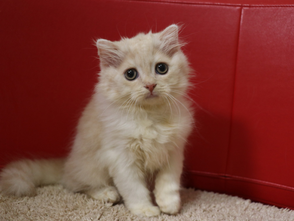スコティッシュフォールドの子猫画像