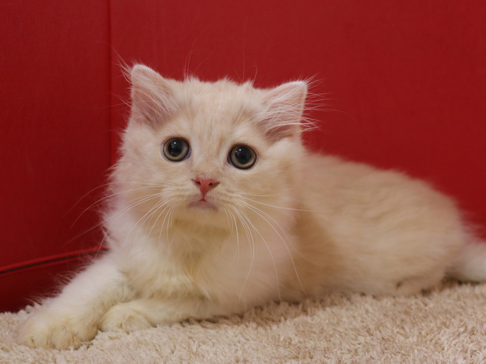 スコティッシュフォールドの子猫画像