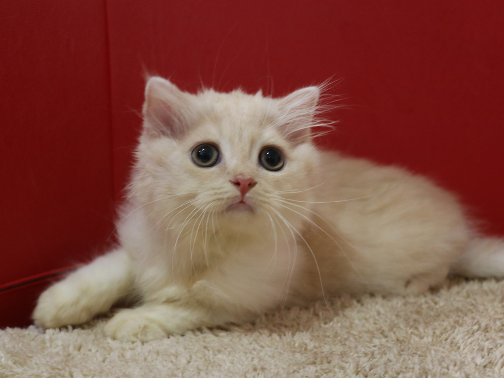 スコティッシュフォールドの子猫画像