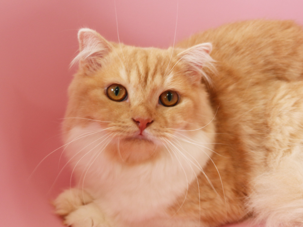 スコティッシュフォールドの子猫画像