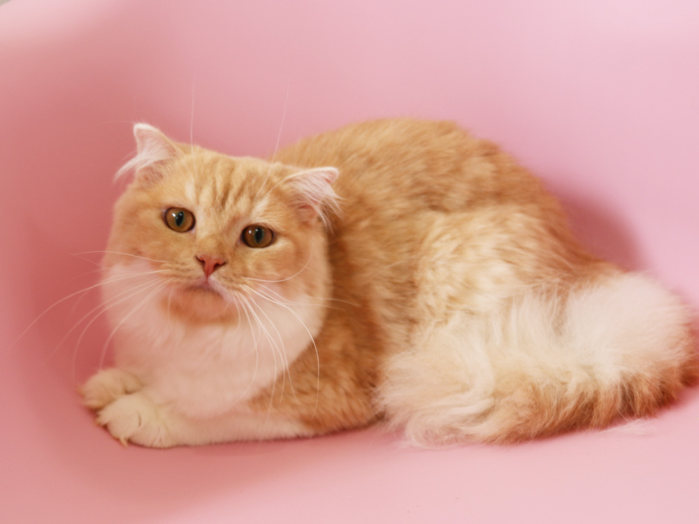 スコティッシュフォールドの子猫画像
