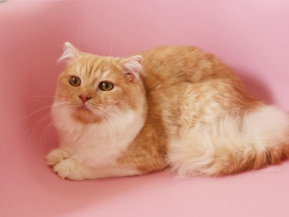 スコティッシュフォールドの子猫画像