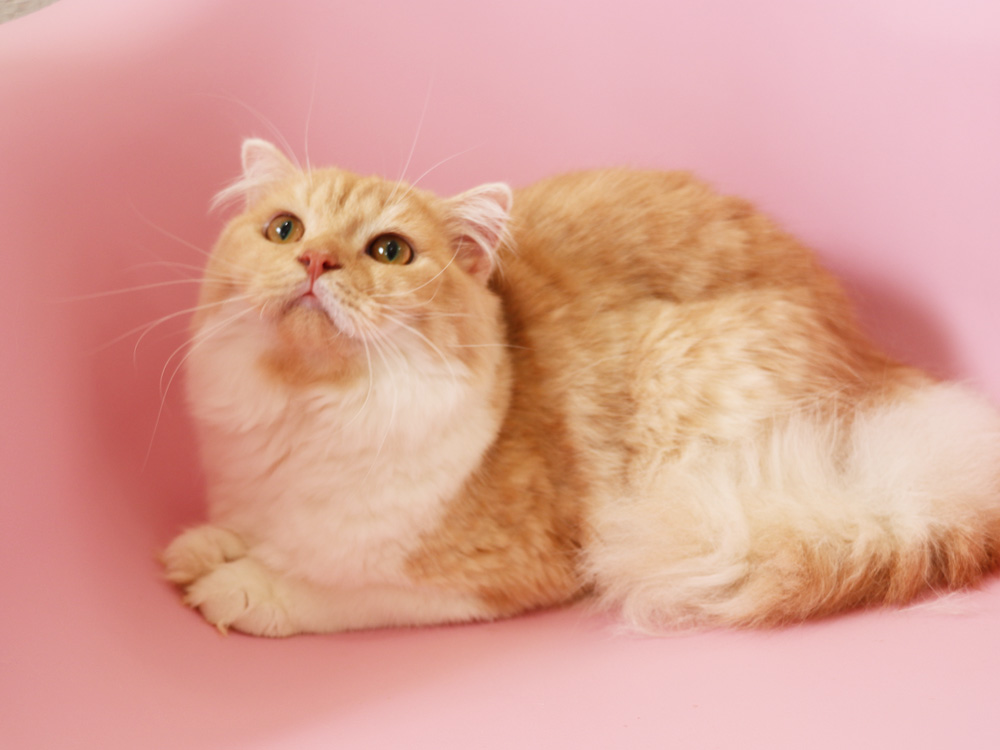スコティッシュフォールドの子猫画像