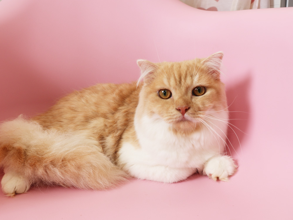 スコティッシュフォールドの子猫画像