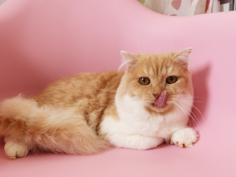 スコティッシュフォールドの子猫画像