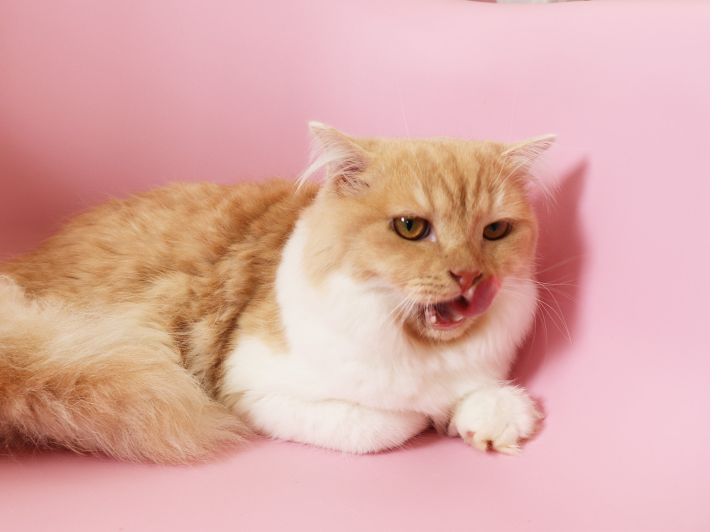 スコティッシュフォールドの子猫画像