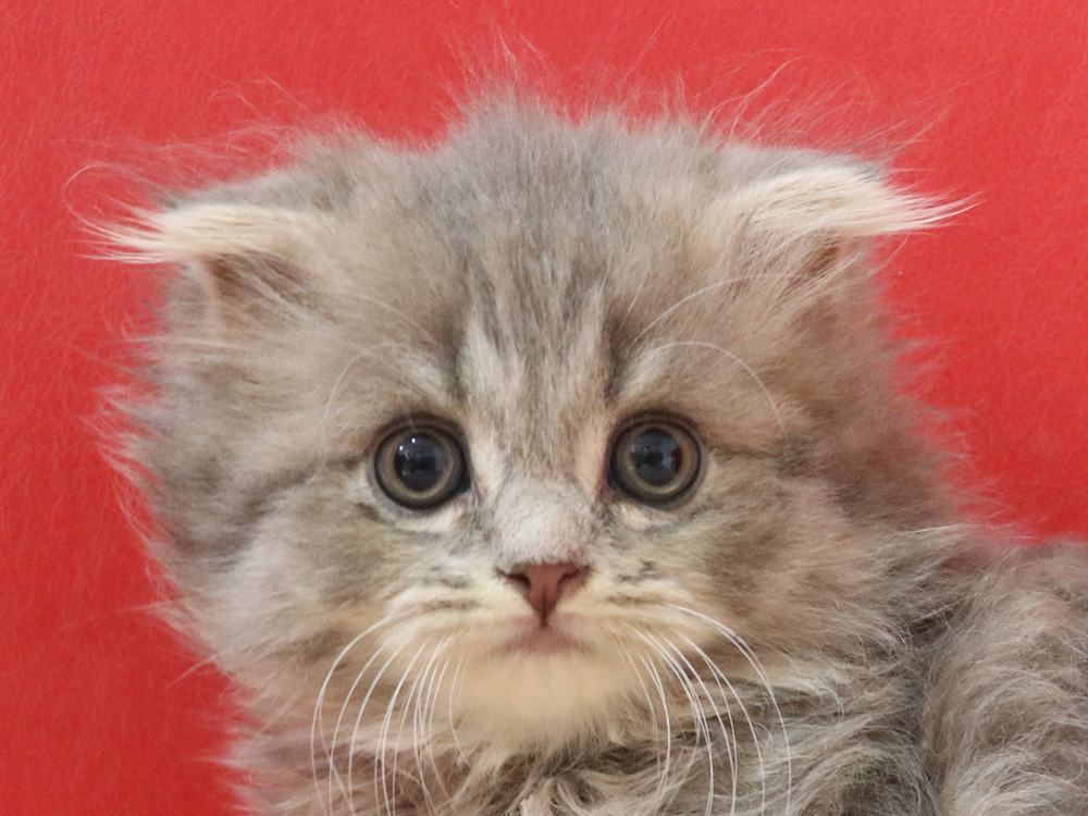 スコティッシュフォールドの子猫画像
