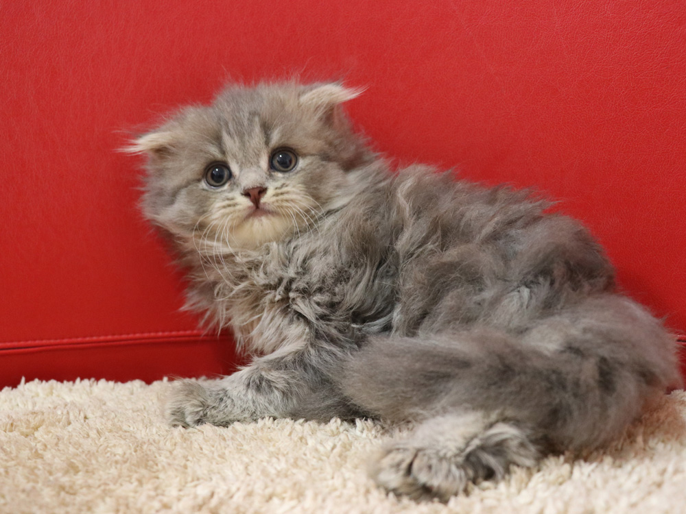 スコティッシュフォールドの子猫画像
