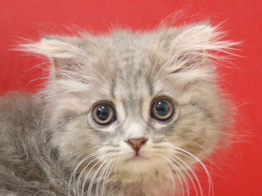 スコティッシュフォールドの子猫画像