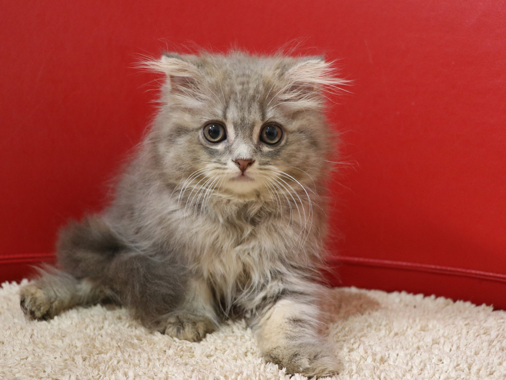 スコティッシュフォールドの子猫画像