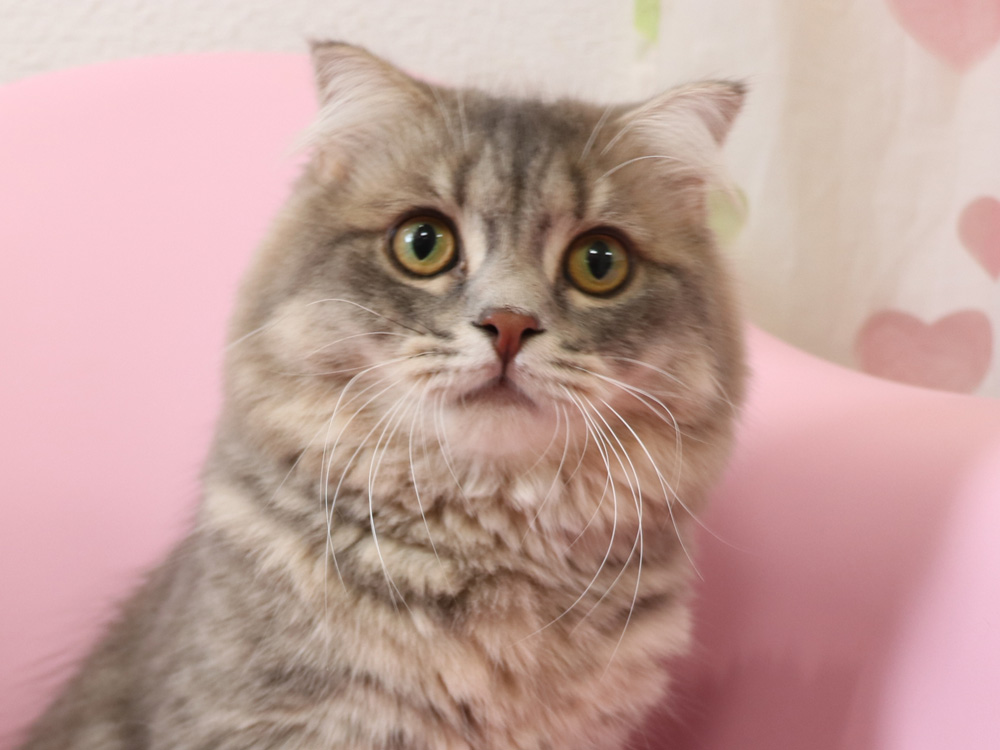 スコティッシュフォールドの子猫画像