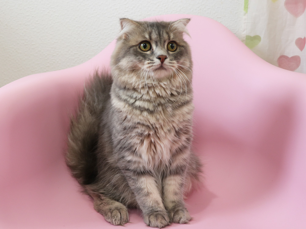 スコティッシュフォールドの子猫画像