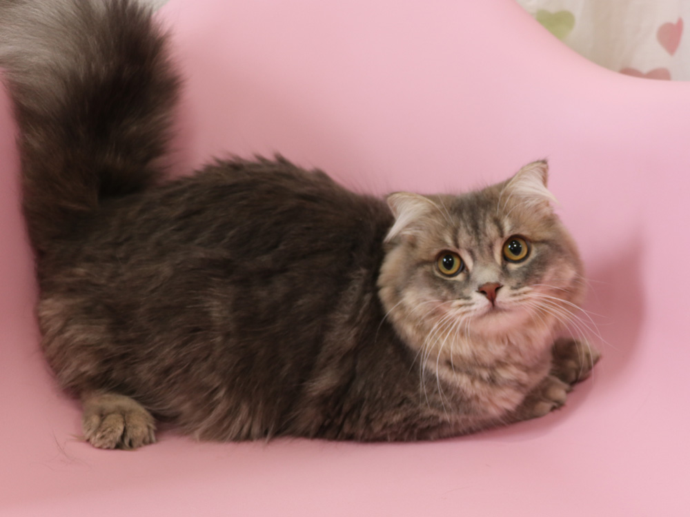 スコティッシュフォールドの子猫画像