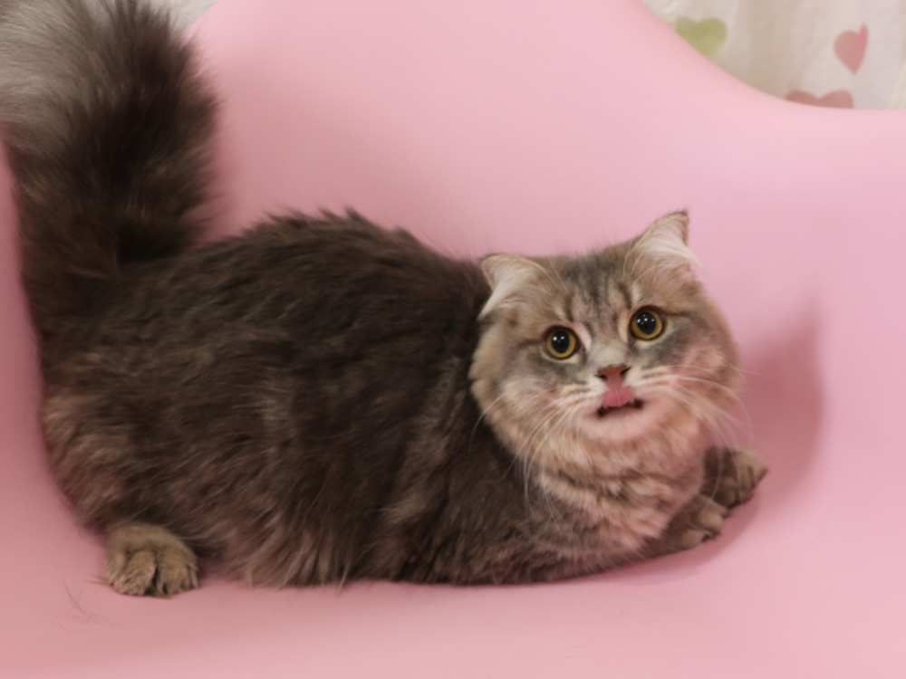 スコティッシュフォールドの子猫画像