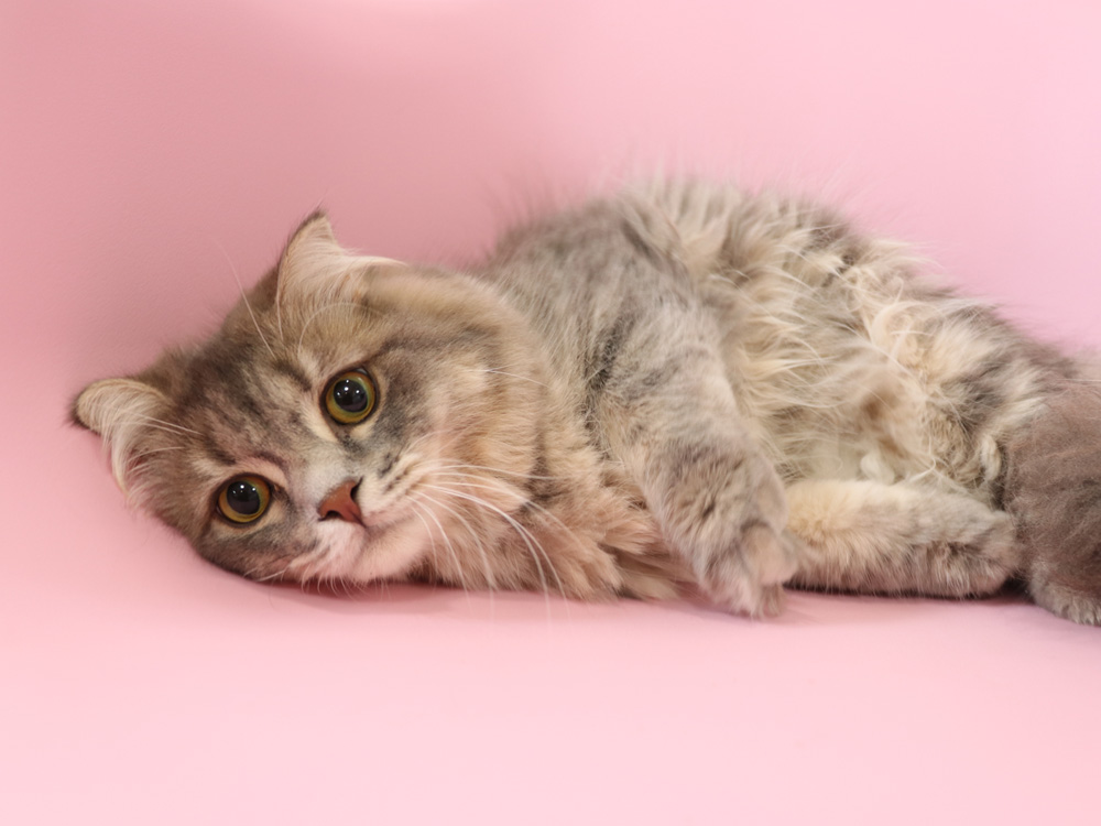 スコティッシュフォールドの子猫画像