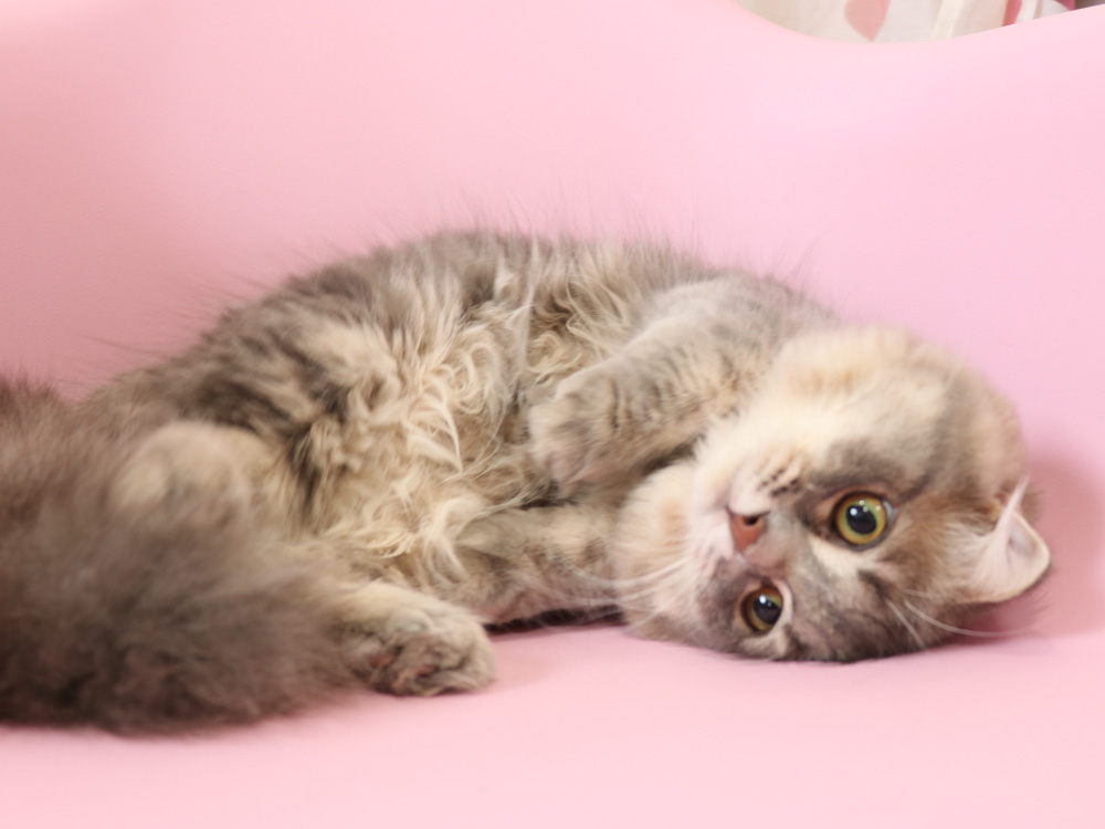 スコティッシュフォールドの子猫画像