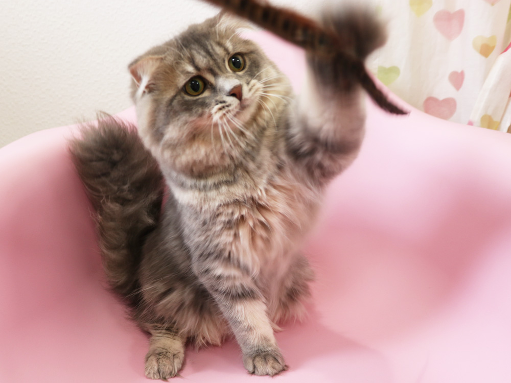 スコティッシュフォールドの子猫画像