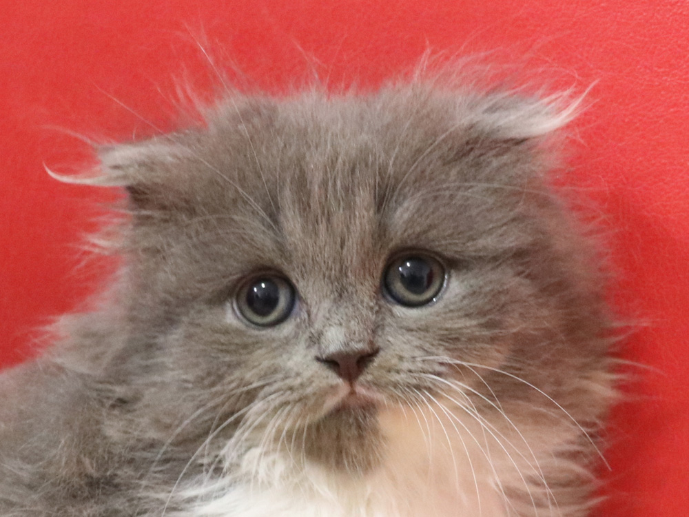 スコティッシュフォールドの子猫画像
