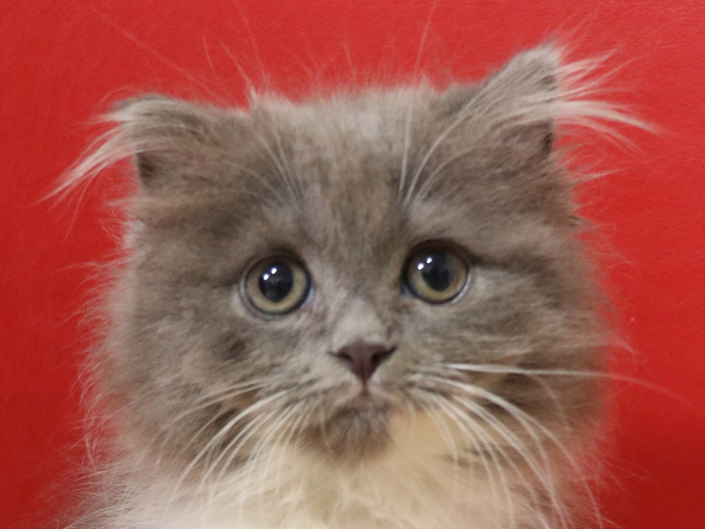 スコティッシュフォールドの子猫画像