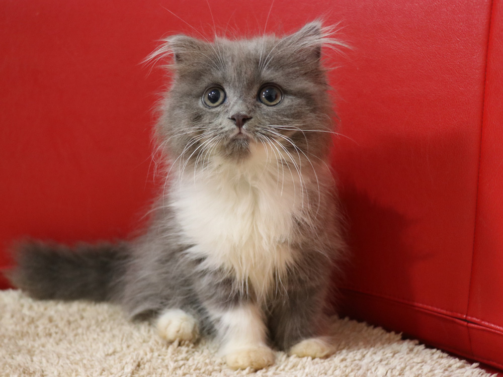 スコティッシュフォールドの子猫画像